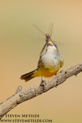 BIRDS OF THE WESTERN US
